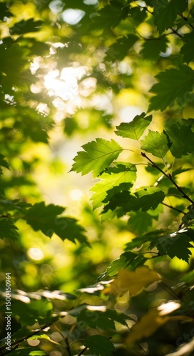 Photo of Green Leaves with Sunlight Through the Tree Branches Bokeh Background