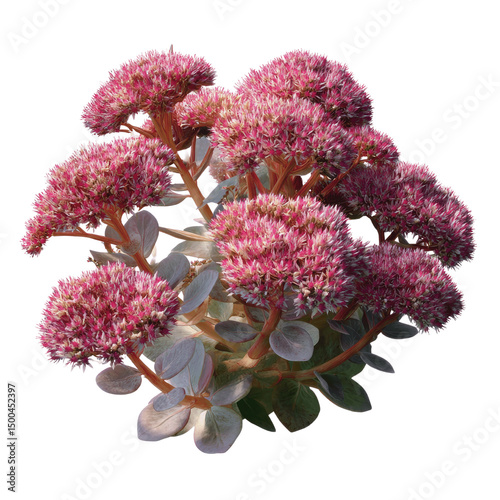 Lush Pink Sedum Autumn Joy Flowers with