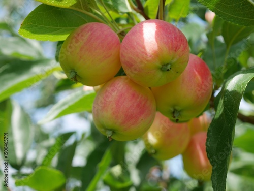 Fototapeta Naklejka Na Ścianę i Meble -  Jewlberry Crabapple tree fruits in summer, Colorado