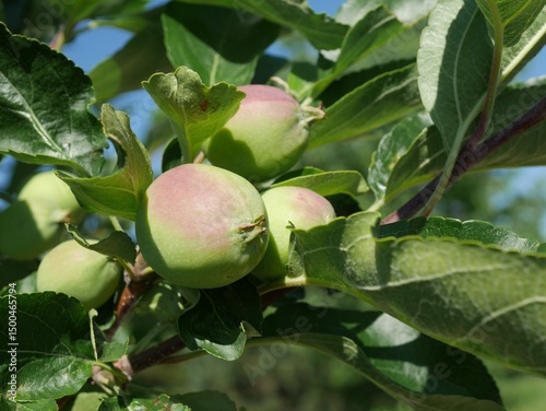 Fototapeta Naklejka Na Ścianę i Meble -  Jewlberry Crabapple tree fruits in summer, Colorado