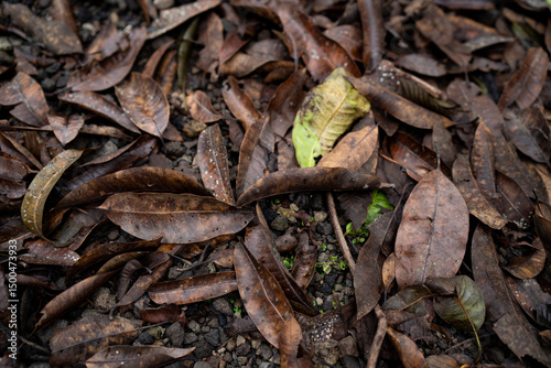 Organic leaf waste in the yard