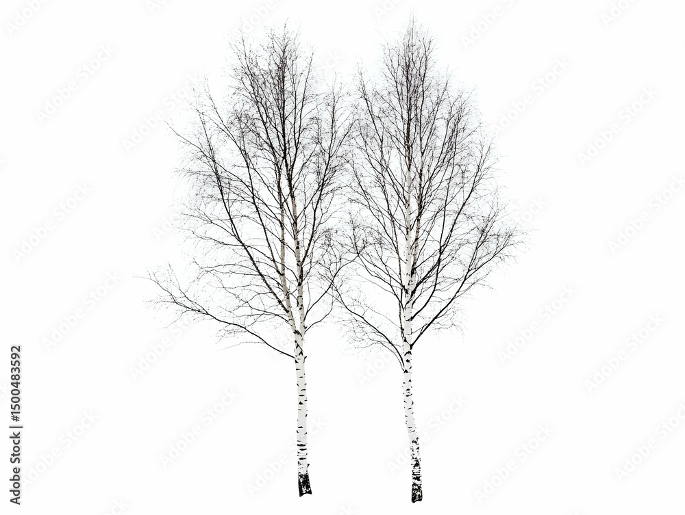 Obraz premium Two tall bare birch trees with white bark, isolated on white background.