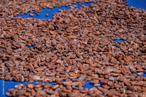 Cocoa beans is laid drying naturally in an open-air space.