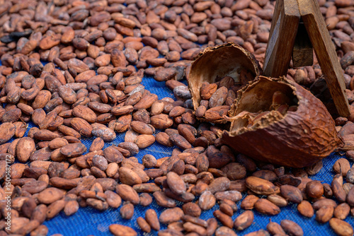 Cocoa beans is laid drying naturally in an open-air space.
