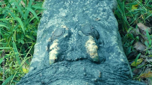 The long body of a large crocodile rests in the shade, lying on the green grass. Closeup