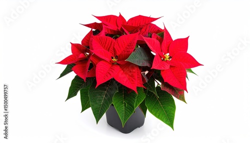 Red Poinsettia in Pot with White Background.