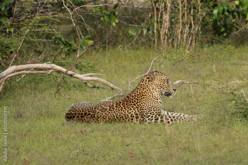 Obraz premium Sri Lankan Leopard in Wilpattu National Park, Sri Lanka 