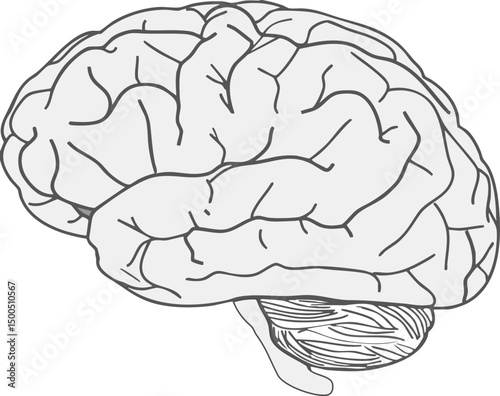 human brain vector illustration
