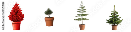 Small Festive Pine Trees in Pots Isolated on White for Seasonal Decor and Nature Themes