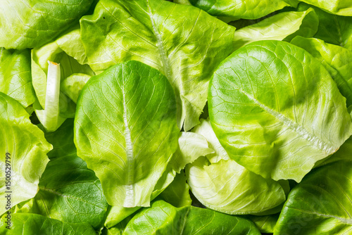 Raw Green Organic Butterhead Lettuce