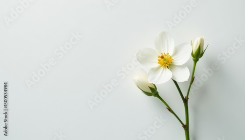 Delicate white flower blossom against pure white backdrop, organic, peaceful, photography