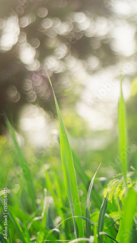 Green grass in summer, environmentally friendly concept, cover page, copy space
