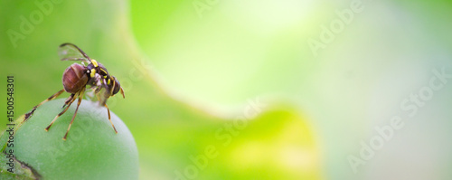 oriental fruit fly with macro ,cover page, cover space,The concept of loving the world, protecting the environment, and the ecosystem