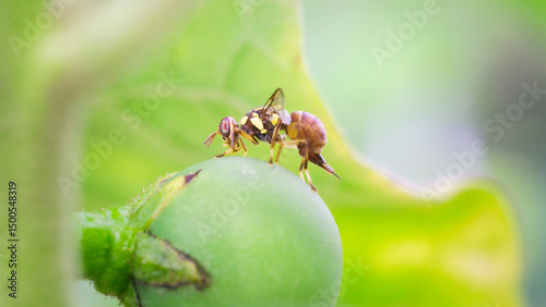 oriental fruit fly with macro High quality ,cover page, cover space,The concept of loving the world