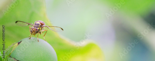 oriental fruit fly with macro ,cover page, cover space,The concept of loving the world