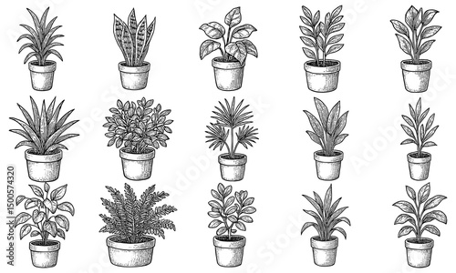 Hand Drawn Potted Houseplants Set