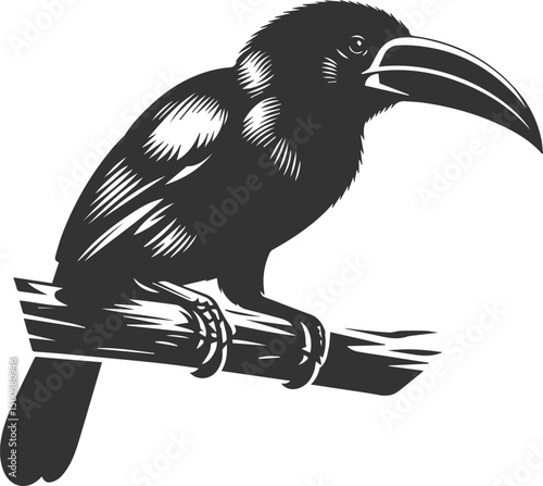 Vector bird toucan black drawing silhouette