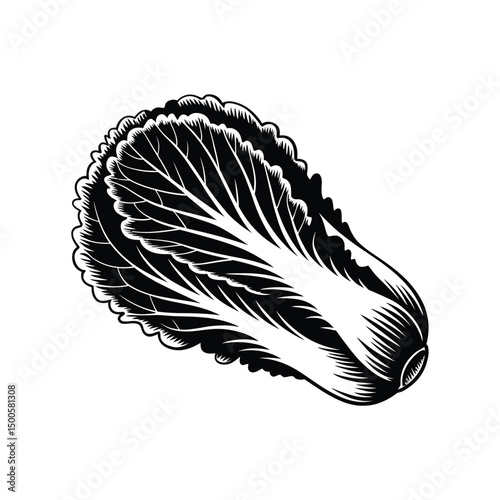 Black and White Illustration of Napa Cabbage Isolated on White