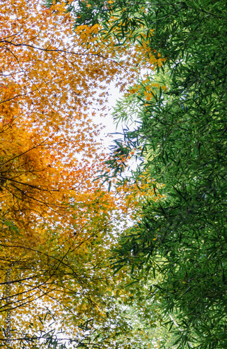 autumn leaves background