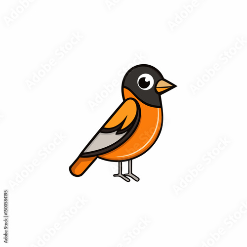 robin isolated on white background