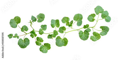 Lush green vine plant branch indoor space nature photography close-up. Isolated on transparent background, png.