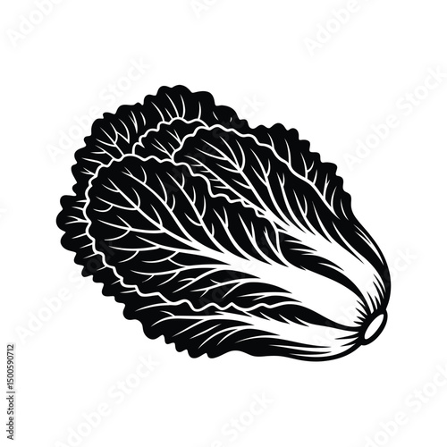 Elegant Black and White Napa Cabbage Illustration Isolated on White Background
