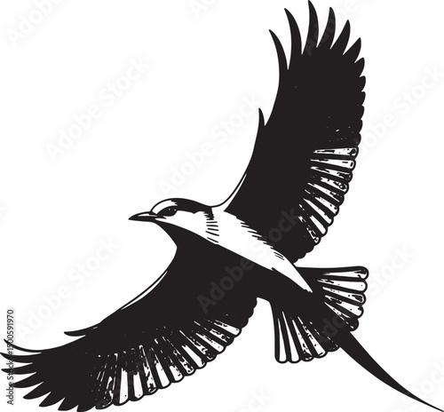 Flying bird silhouette with detailed feathers spread wide representing freedom wildlife nature flight and graceful motion in black and white 