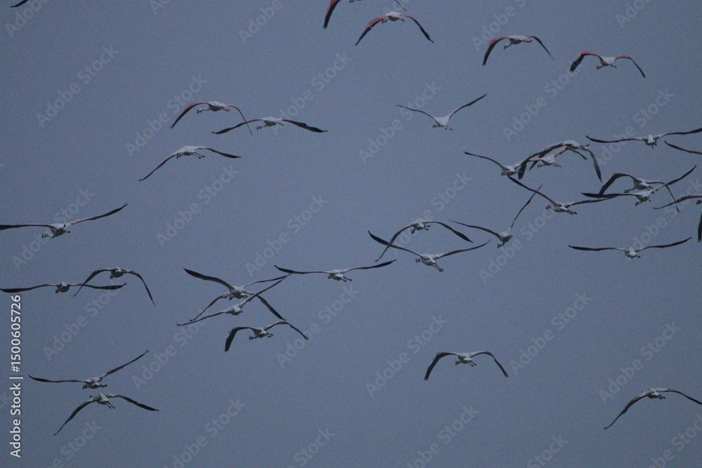 Fototapeta premium Migrant flemingoes in Mannar Saltans, Sri Lanka 