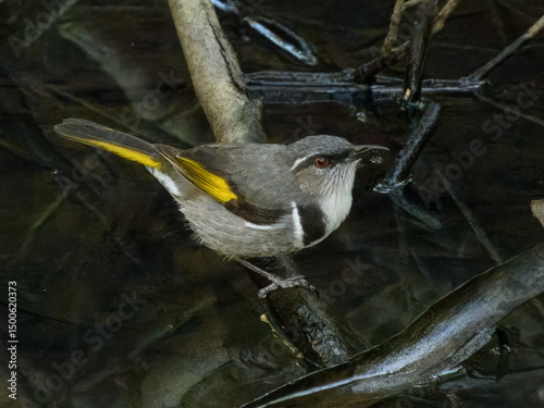 Crescent Honeyeater (Phylidonyris pyrrhoptera) in Australia photo