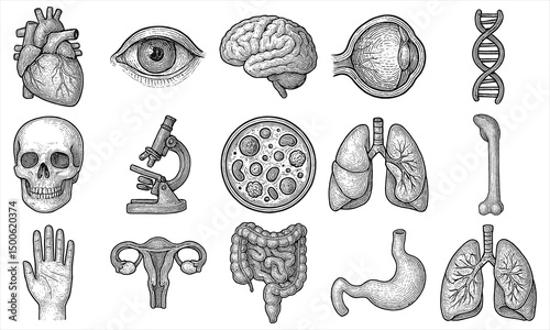 Hand Drawn Human Anatomy Set