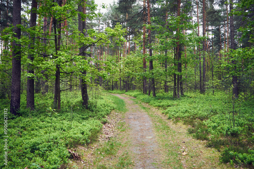 Obraz premium las,leśna droga,wiosna 