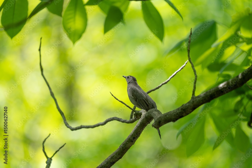 Fototapeta premium Small bird perched on a tree branch surrounded by lush green leaves in a forest setting
