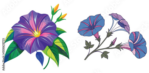 Artistic illustration of morning glory flowers with vibrant color palettes on white background vector art