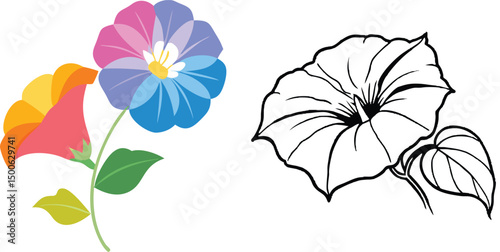 Artistic morning glory flowers with colorful vector illustration and and white outline version graphic element
