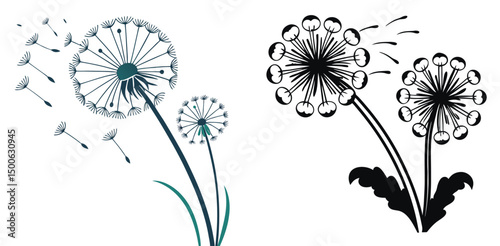 Dandelion flower vector illustration two different designs detailed isolated white background represents nature floral simplicity artwork
