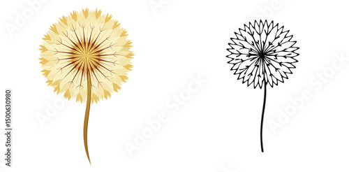 Dandelion seed head illustration with color version and outline version isolated on white background
