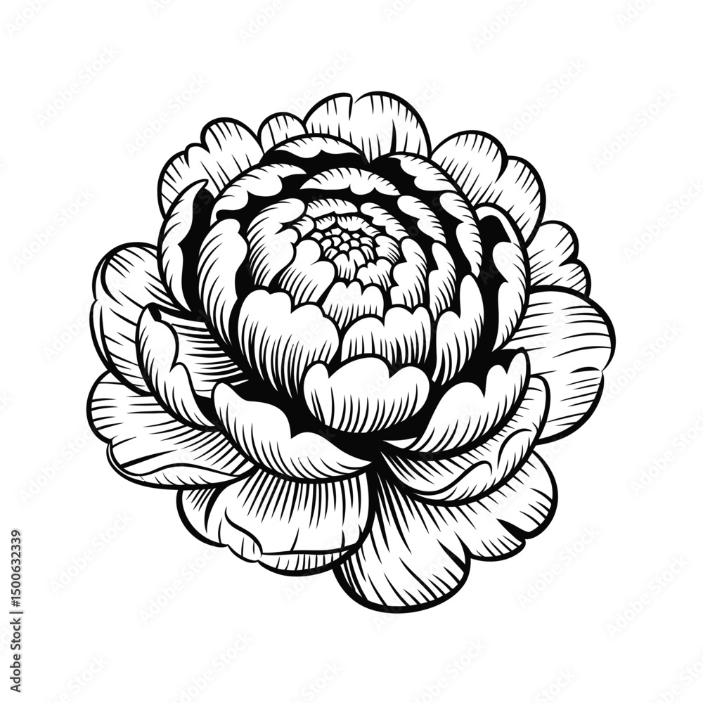 Fototapeta premium Intricate Line Art Drawing of a Single Blooming Peony Flower
