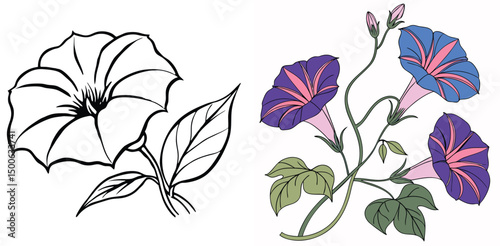 Graphic floral design of morning glory flower with outlined and colored elements elegant style