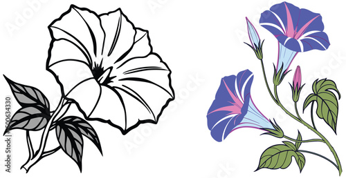 Morning glory flower illustration in color and and white line art vector design
