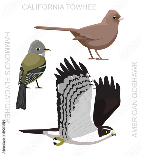 Bird Goshawk Flycatcher Towhee California Cartoon Vector
