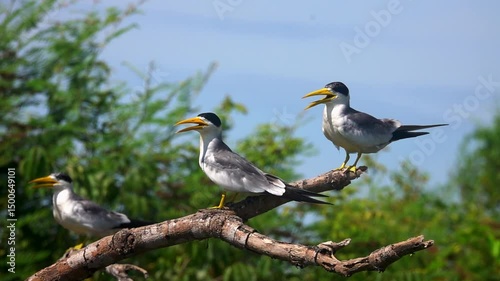 Yellow-billed Terns Sternula superciliaris on Branch in Pantanal Porto Jofre
