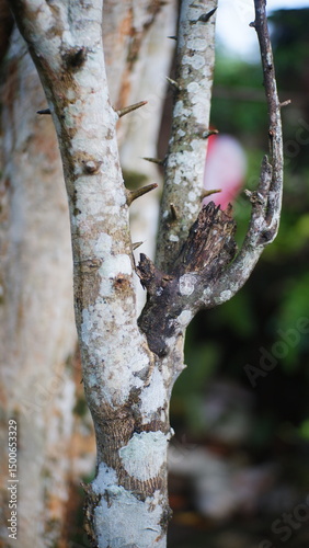 Tree bark close up shot
