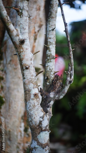 Tree bark close up shot
