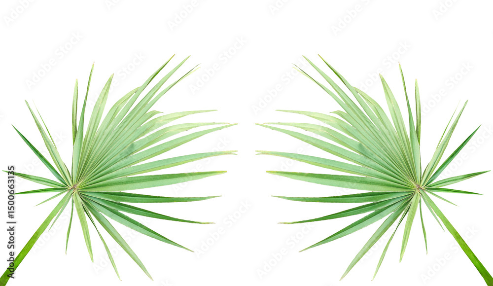 Fototapeta premium cannabis leaf isolated on png, two palm leaves frame on a transparent background, Cannabis leaf with natural greenery on white background