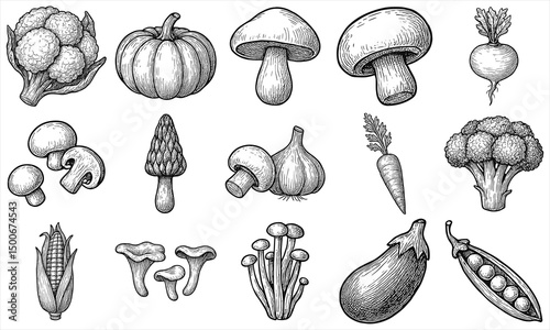 Hand Drawn Vegetable Mushroom Set