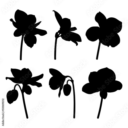 Set of Black begonia flower silhouette on white background