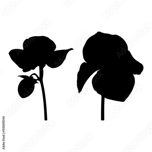 Black begonia flower silhouette on white background