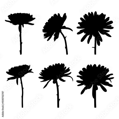 Set of Chrysanthemum flower silhouette, chrysanthemum flower black icon vector