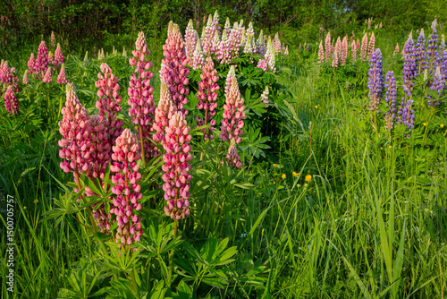 Wallpaper Mural Blooming lupine flowers . Lupine field. Colorful lupinus of pink, violet, blue, white,  . Lupine in full bloom. Torontodigital.ca
