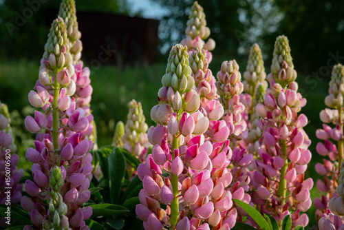 Wallpaper Mural Blooming lupine flowers . Lupine field. Colorful lupinus of pink, violet, blue, white,  . Lupine in full bloom. Torontodigital.ca